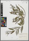 Foto von Salix alba L.